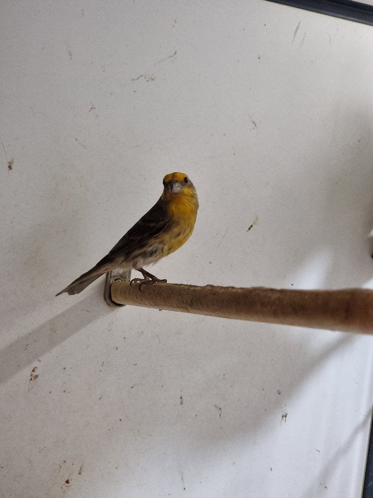 Roodmus | Tropische vogels | Passend advies, Dieren en Toebehoren, Vogels | Overige Vogels, Meerdere dieren, Tropenvogel, Geringd