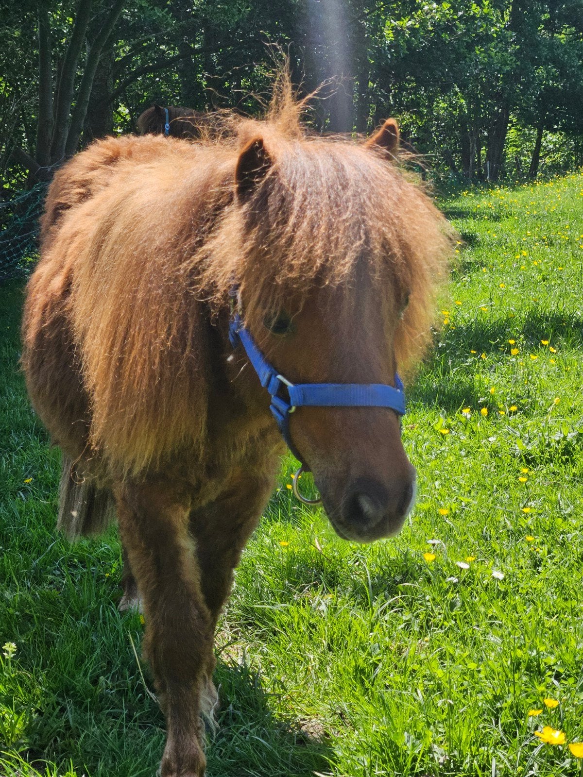 Superlieve jaarling hengstje, mini shetlander, Dieren en Toebehoren, Pony's, Niet van toepassing, Hengst, A pony (tot 1.17m), Gechipt