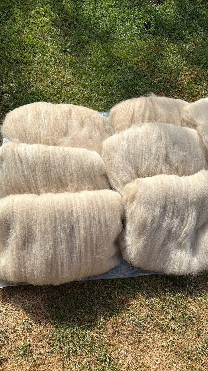 Alpaca champagne kleur gekaard voor spinnen of vilten, Ophalen of Verzenden, Nieuw, Spinwol