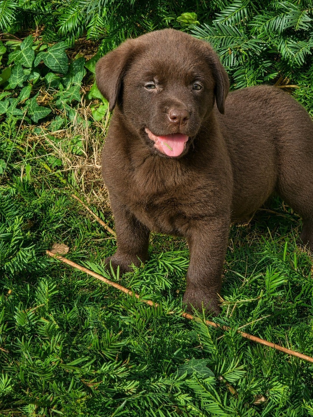 CHOCOLADE BRUINE LABRADOR PUPS (MOGEN METEEN MEE), Dieren en Toebehoren, Honden | Retrievers, Spaniëls en Waterhonden, Parvo, 8 tot 15 weken