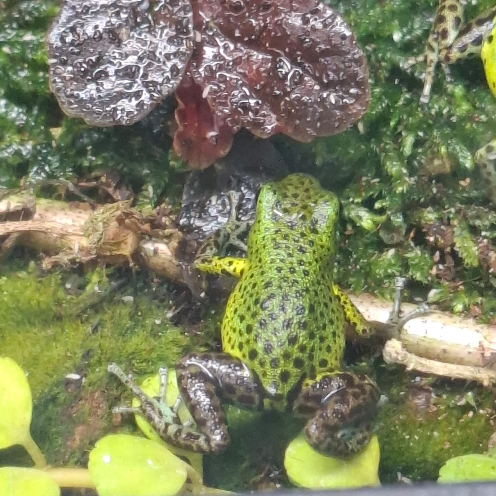 Oophaga pumilio Punta laurel 1.1.1., Amfibie, 0 tot 2 jaar