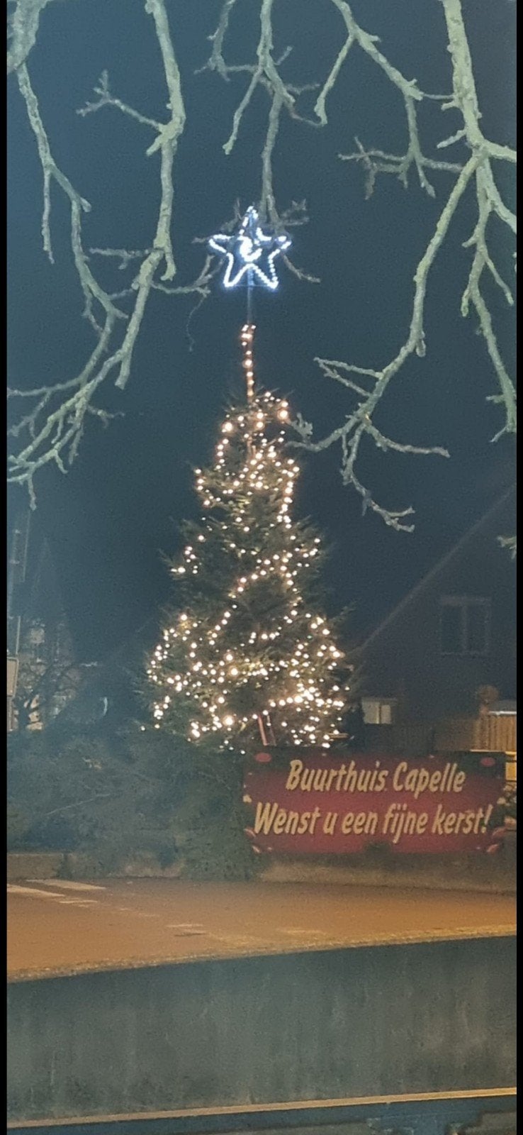 Gezocht, grote kerstboom, Ophalen of Verzenden, Volle zon, Overige soorten
