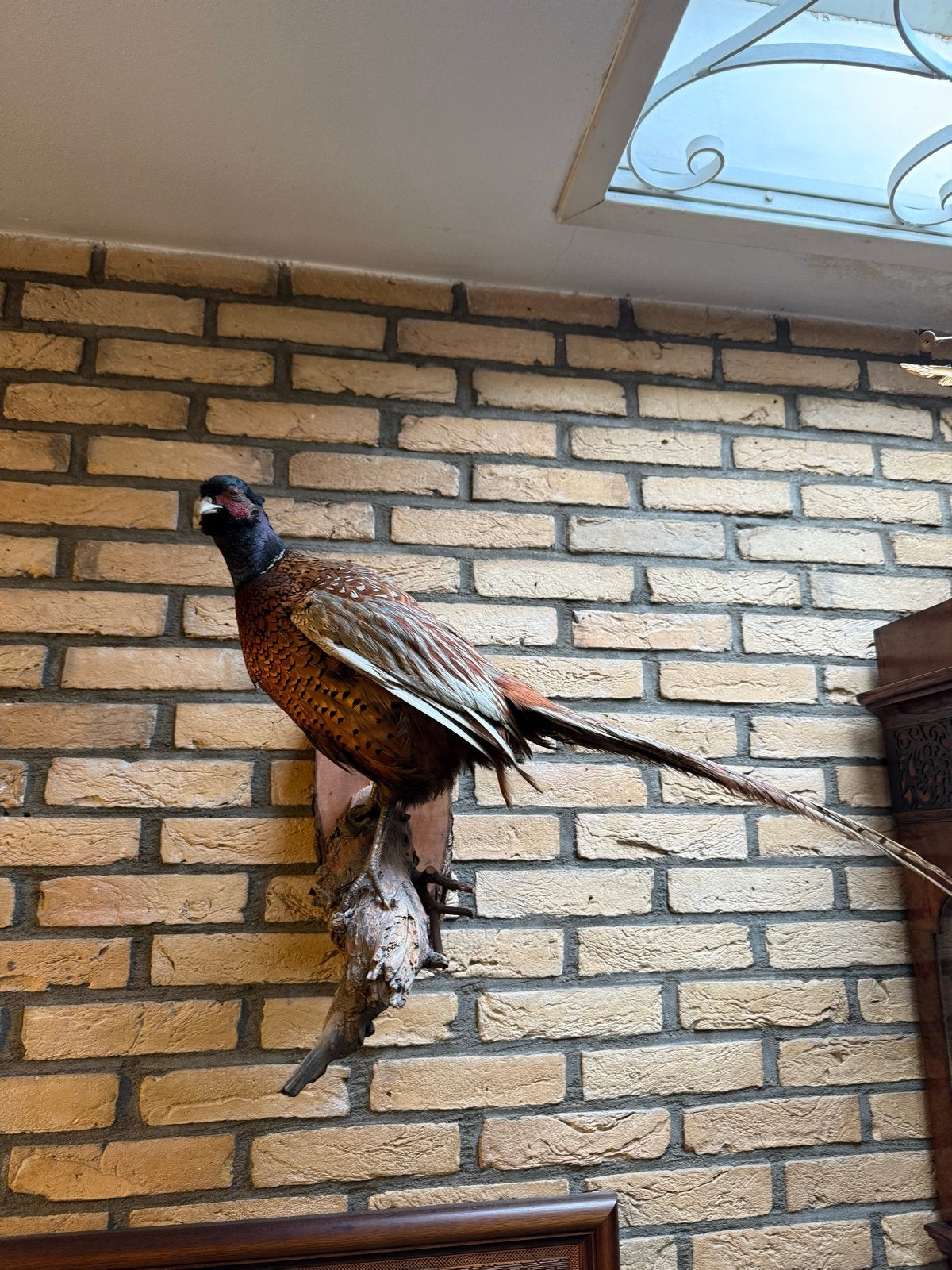 Opgezette fazant voor aan de wand, Ophalen