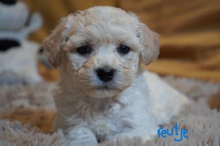 Mooie maltipoo pups., Dieren en Toebehoren, Honden | Chihuahua's en Gezelschapshonden, Nederland, Parvo, Overige rassen, 8 tot 15 weken