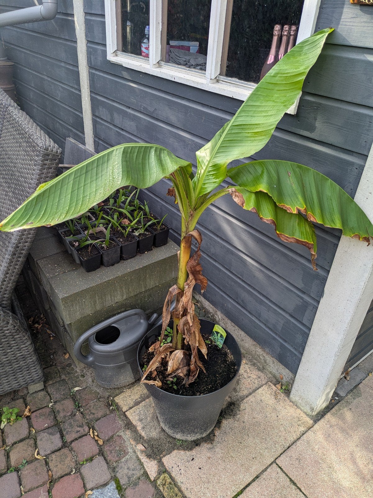 Musa Basjoo 'Die Gartenbanane' - Winterharde Bananenplant, Volle zon, Vaste plant, Bloeit niet, Ophalen