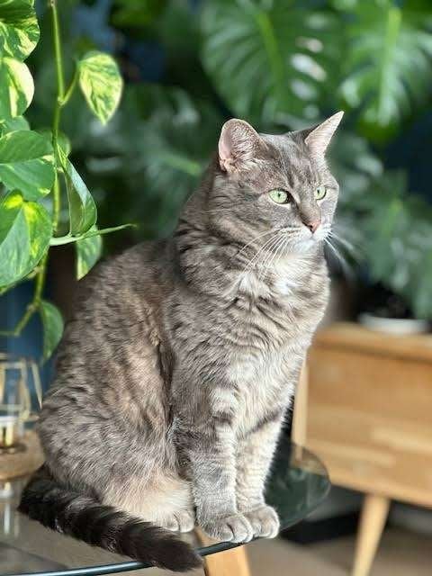 Gezocht lieve aanhankelijke mensgerichte knuffelkater/poes, Dieren en Toebehoren, Meerdere dieren, 3 tot 5 jaar