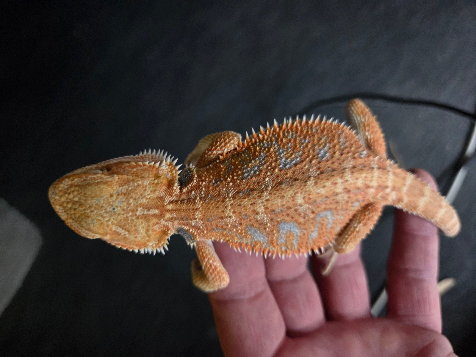 Baardagaam Pogona Vitticeps Hypo Red Orange Blue Bar Bearded Dragon photo 4