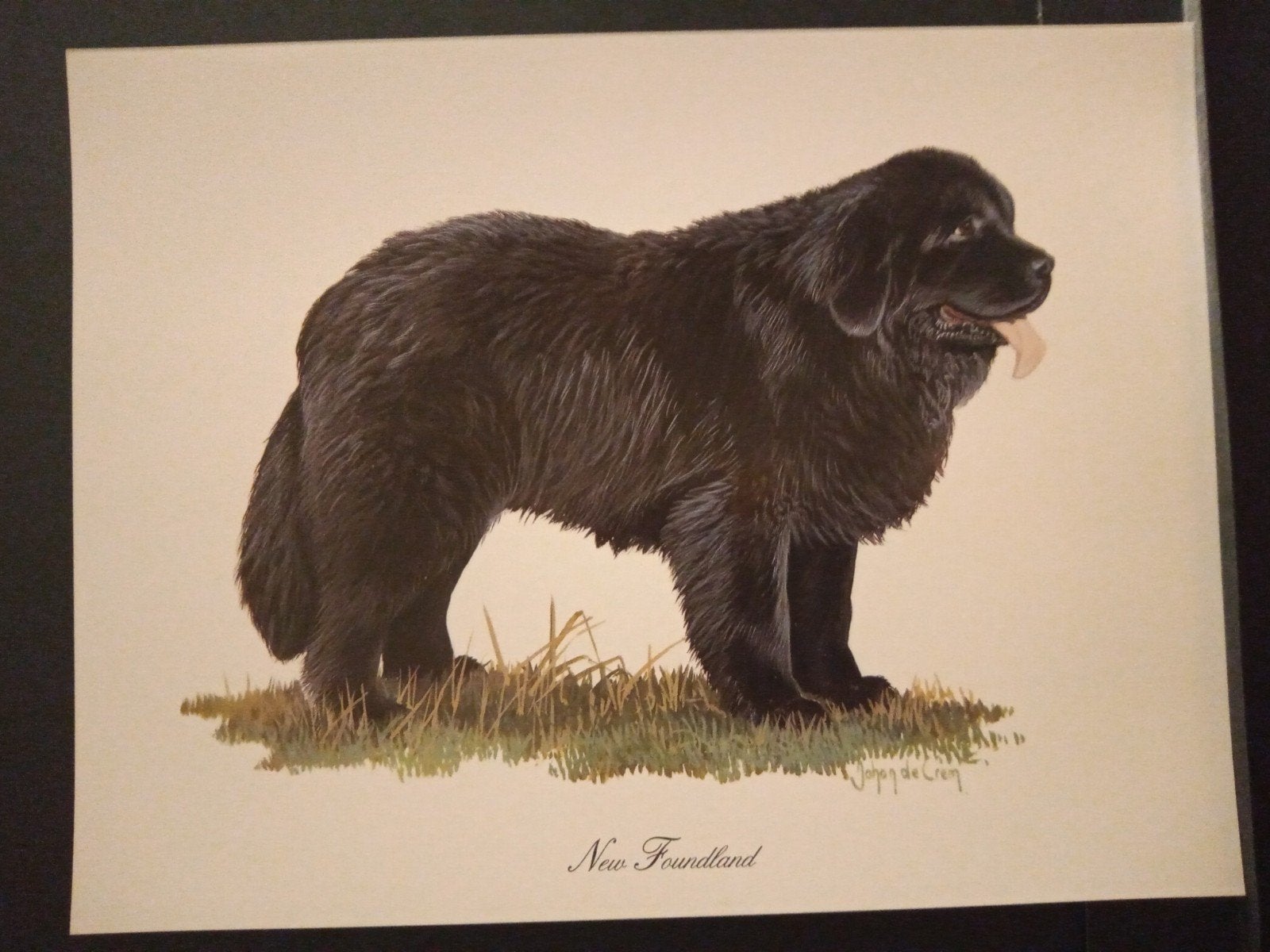 New Foundland - kunstprent - Johan de Crem tekenaar, Verzenden, 1980 tot heden, Zo goed als nieuw, Dier