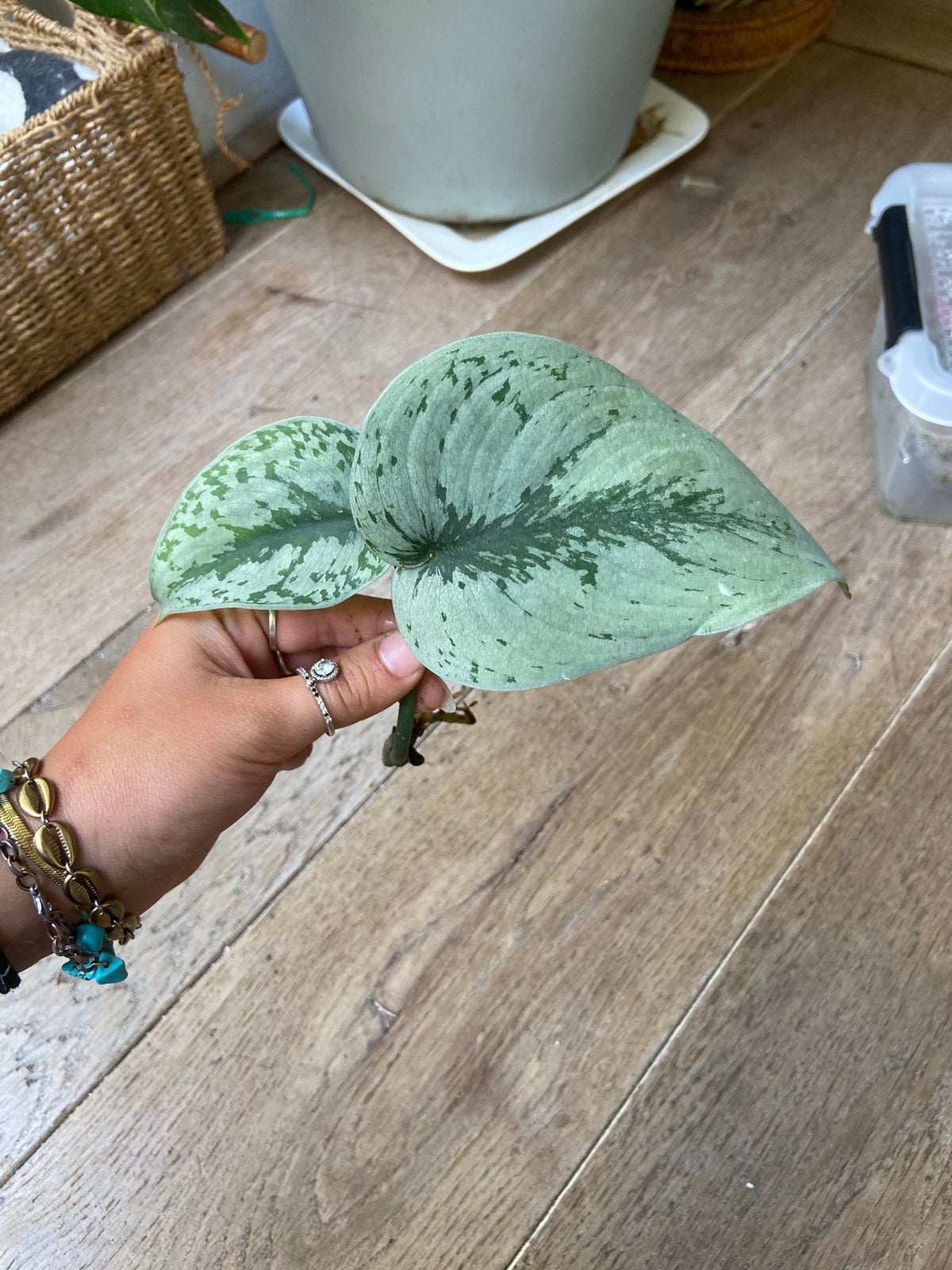Scindapsus exotica gewortelde kopstek, Huis en Inrichting, Kamerplanten, Minder dan 100 cm, Halfschaduw, Ophalen of Verzenden