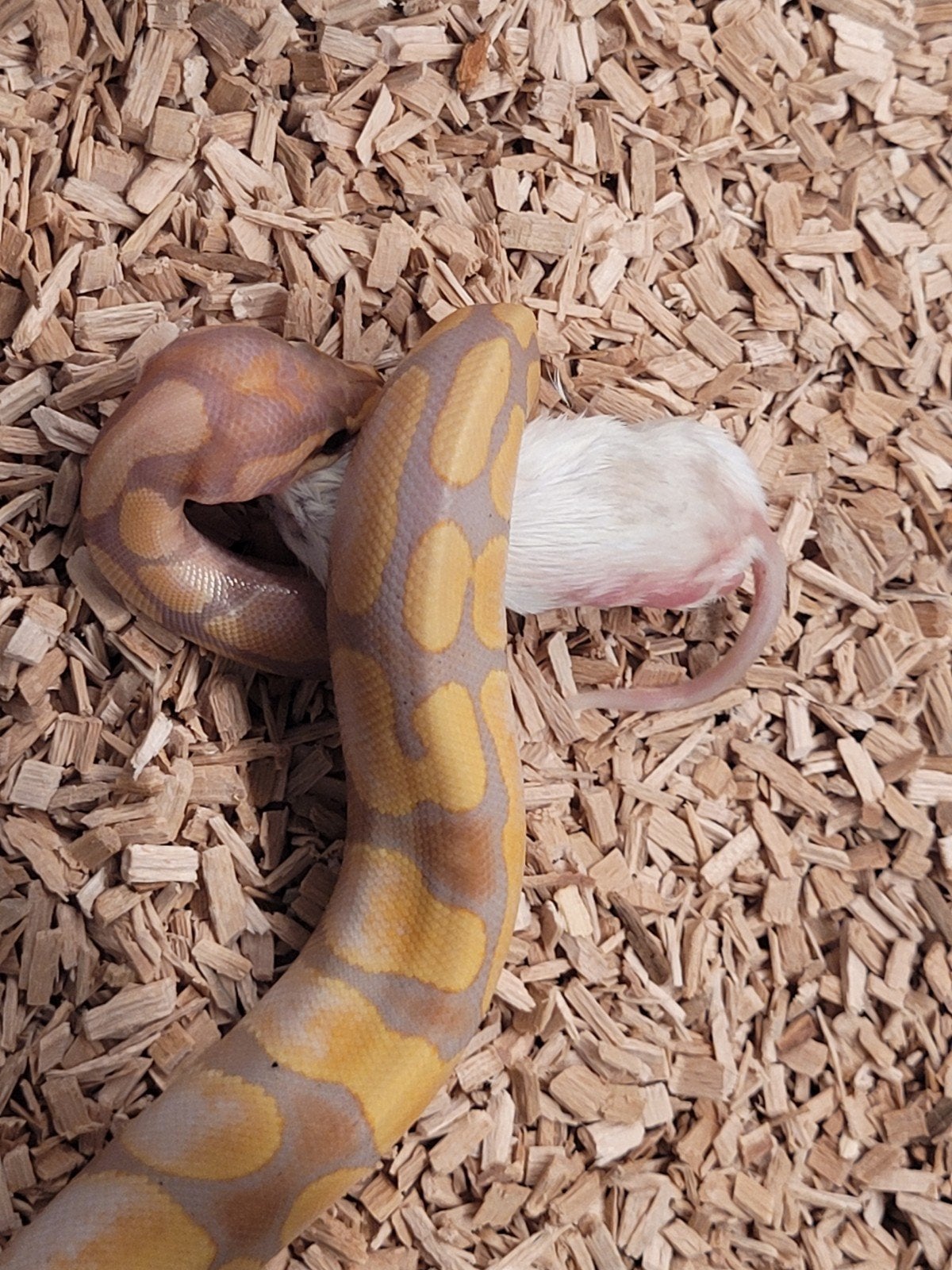 ballpython, Python Regius Coral Glow Sugar 0.1 met terrarium Ball Python photo 2