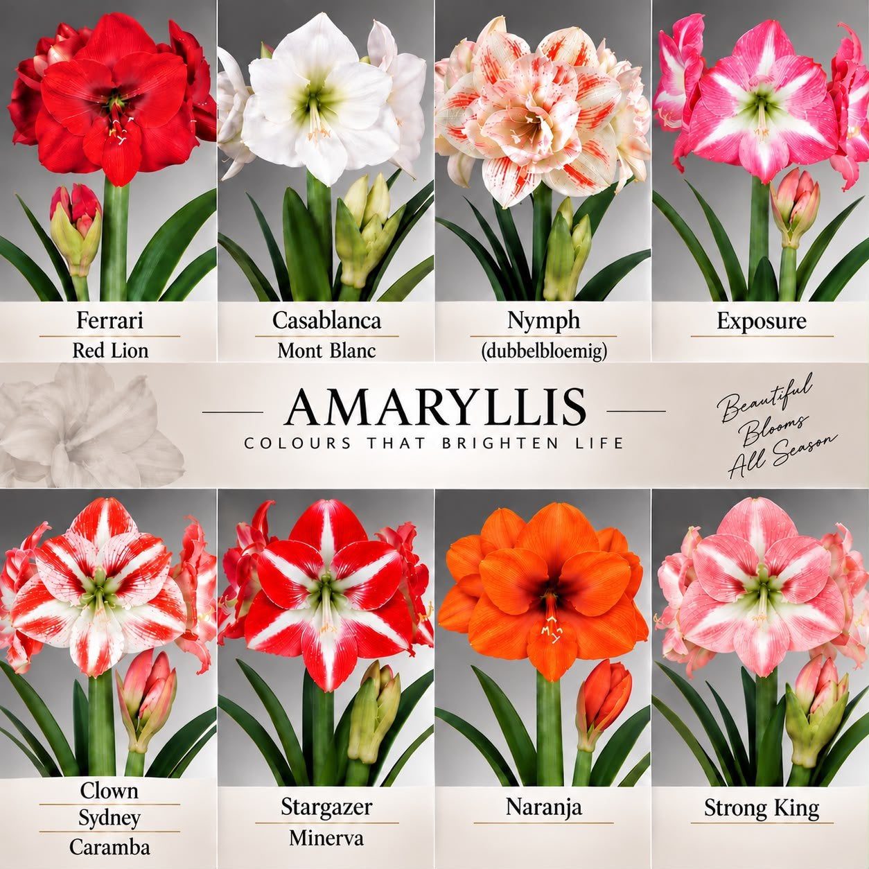 Amaryllis bollen verschillende kleuren, Ophalen of Verzenden, Gehele jaar, Volle zon, Bloembol