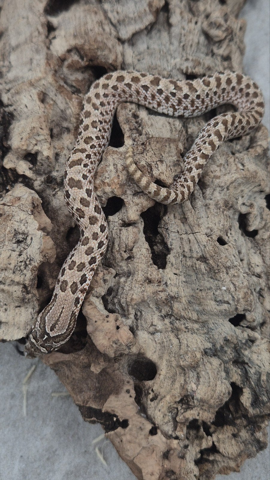 Haakneusslang het maitai Hognose Snake photo 5