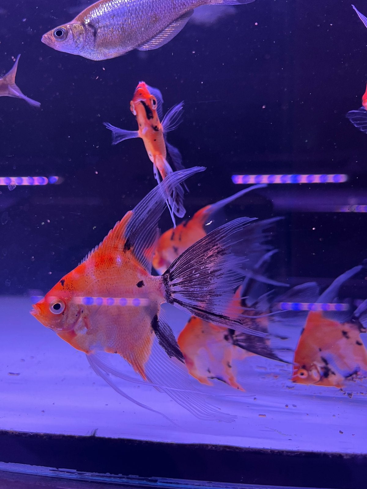 Long fin red devil maanvissen, Vis