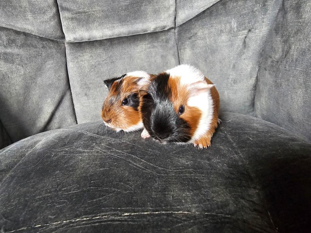 Lieve tamme jonge cavia's, Cavia, Mannelijk, Mei, Tam