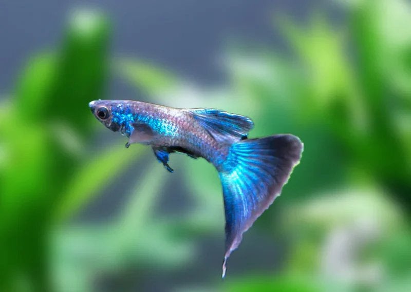 Blue moscow guppy, Dieren en Toebehoren, Vis
