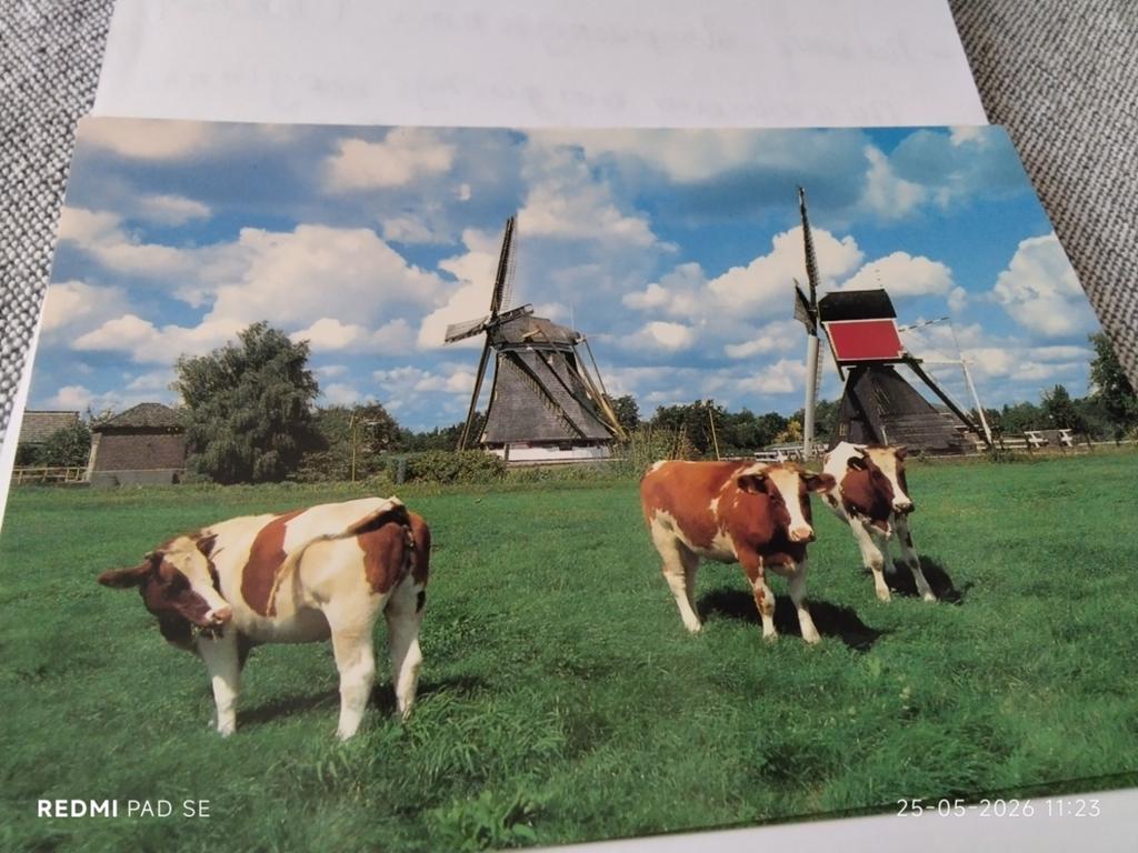 Ansichtkaart Molens te Westbroek (Utrecht) met koeien, Ophalen of Verzenden, Voor 1920, Utrecht