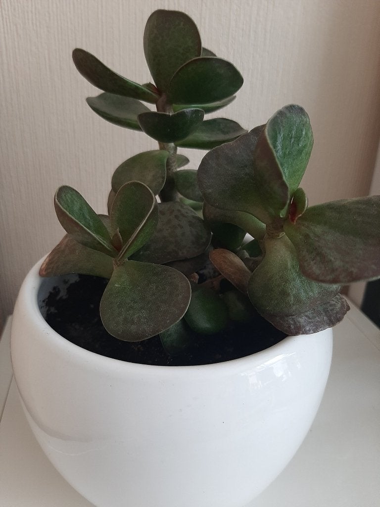 De plant is een vetplant genaamd Crassula., Ophalen, Vetplant, Halfschaduw, In pot