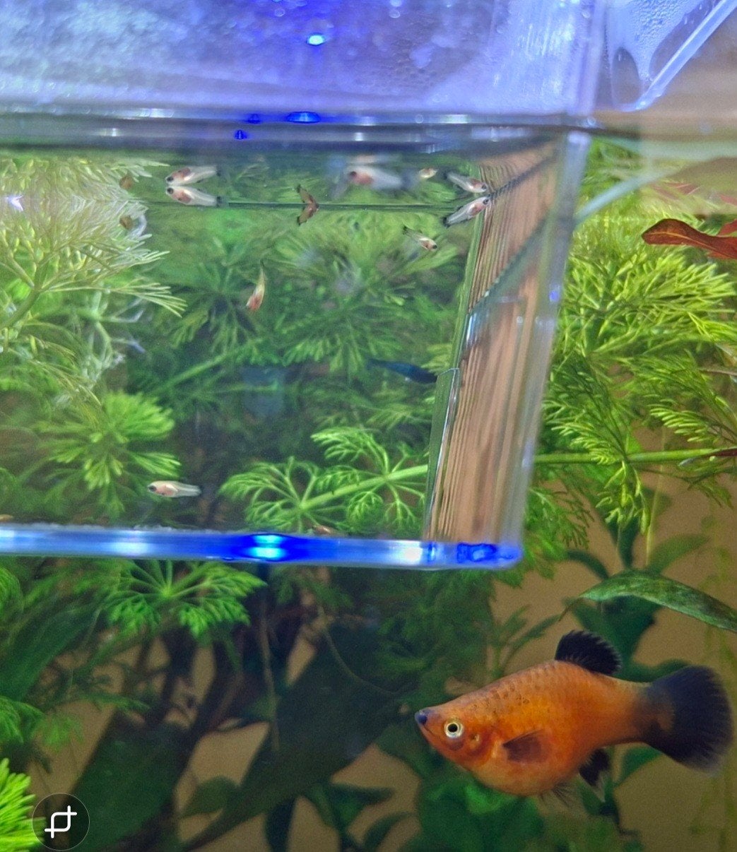 Platy vis baby, Dieren en Toebehoren, Vis