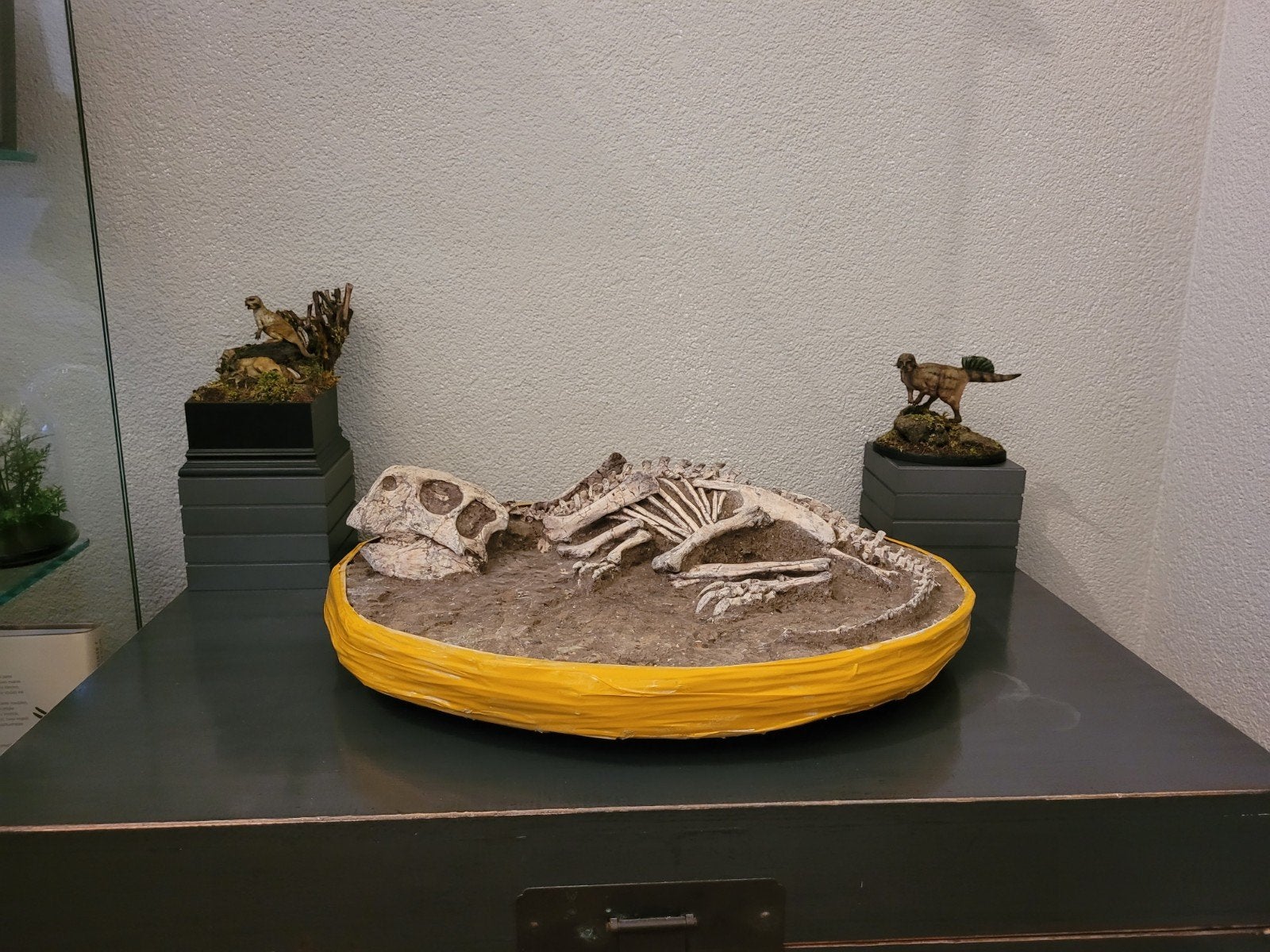 Foto 2 van UNIEK ORIGINEEL PSITTACOSAURUS-SKELET – MUSEUMKWALITEIT