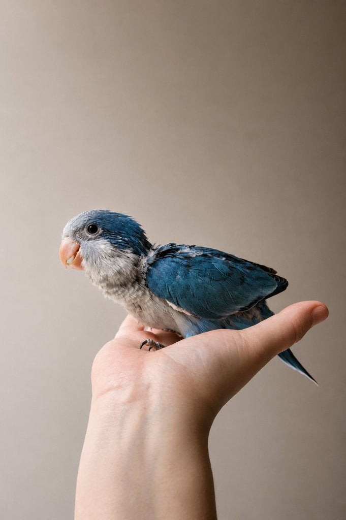 PRACHTIGE Muisparkieten Blauw 2026, Dieren en Toebehoren, Vogels | Parkieten en Papegaaien, Meerdere dieren, Parkiet, Pratend