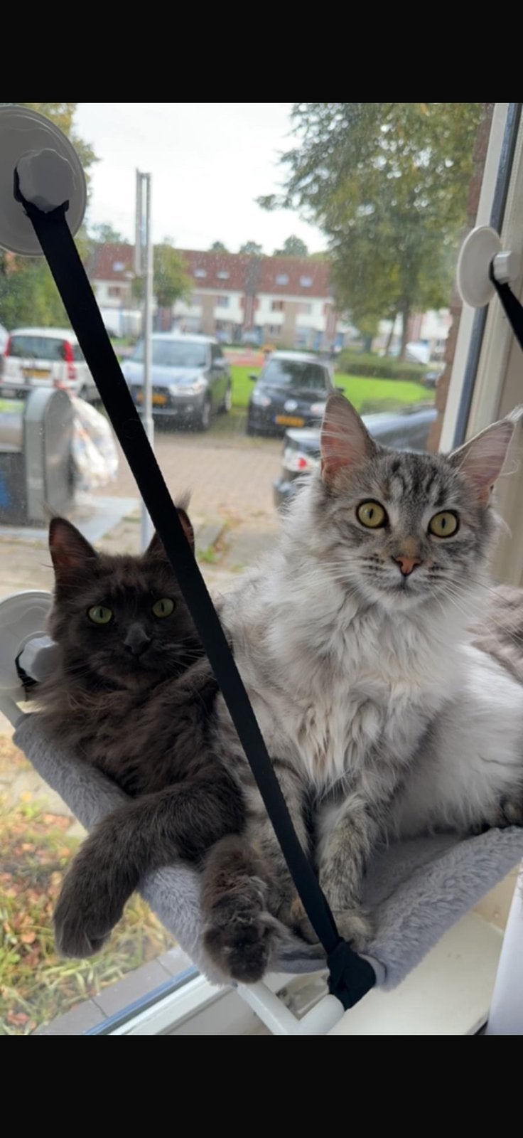 Maine coon, Poes
