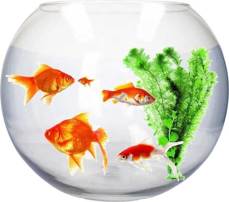 Gezocht viskom of klein aquarium, Dieren en Toebehoren, Ophalen