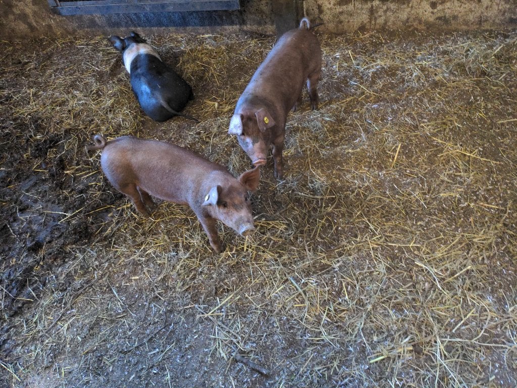 hussumer zeug ca. 4,5 maanden oud €.200,-, Dieren en Toebehoren, Schapen, Geiten en Varkens, Vrouwelijk, Varken, 0 tot 2 jaar