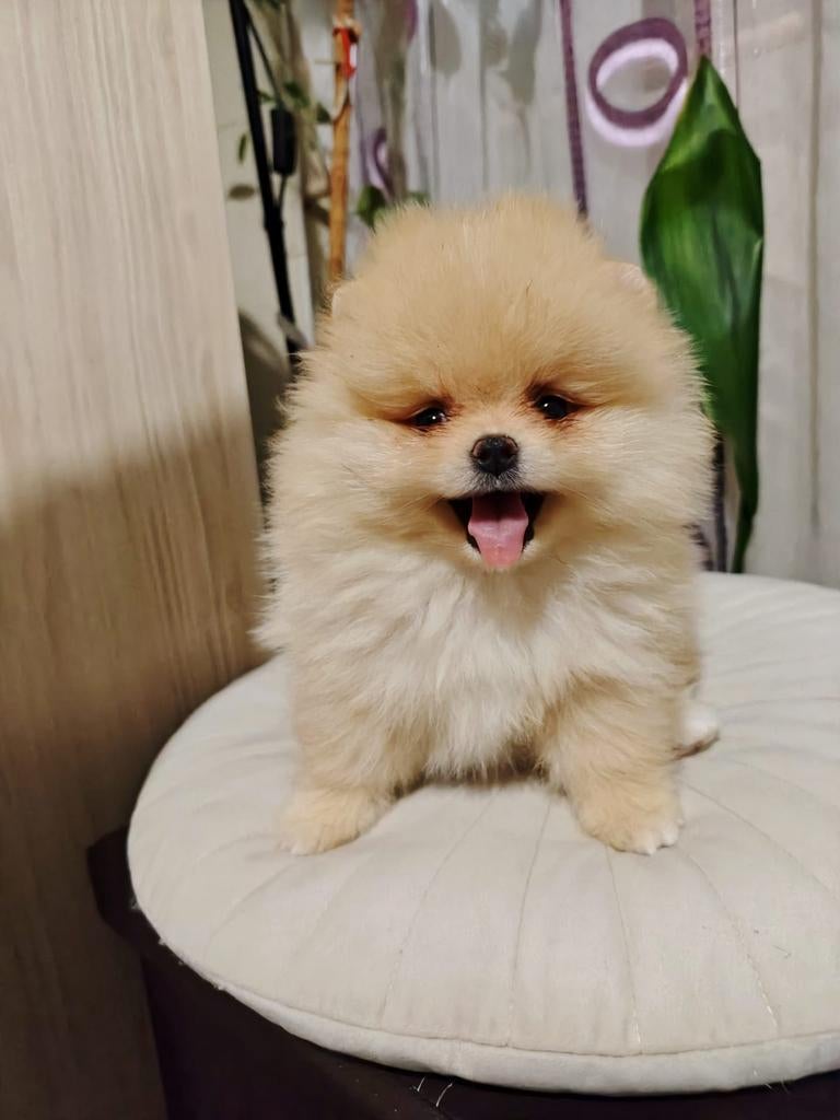 Pomeriaan pups, Particulier, Keeshond, 15 weken tot 1 jaar, Reu