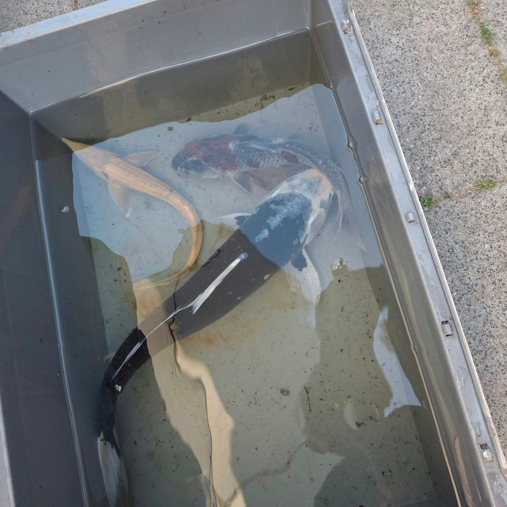Koi vissen + steur, Karper of Koi