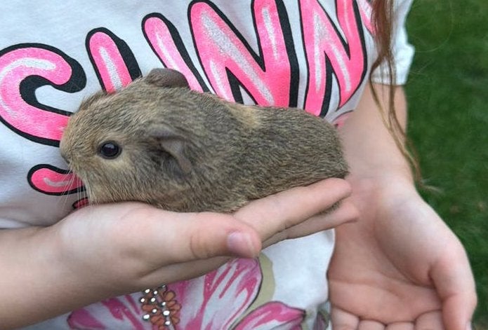 Lieve handtamme cavia beertje, Dieren en Toebehoren, Cavia, Juni, Mannelijk, Tam
