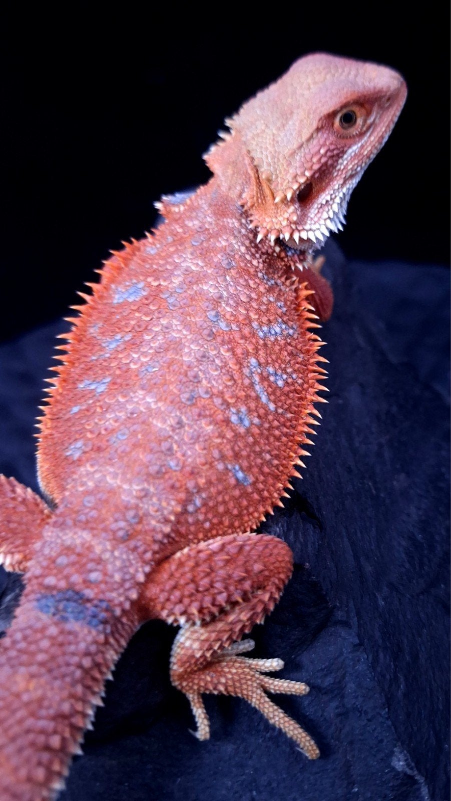 Baardagaam Mannen Red Hypo Blue Bar Bearded Dragon photo 9