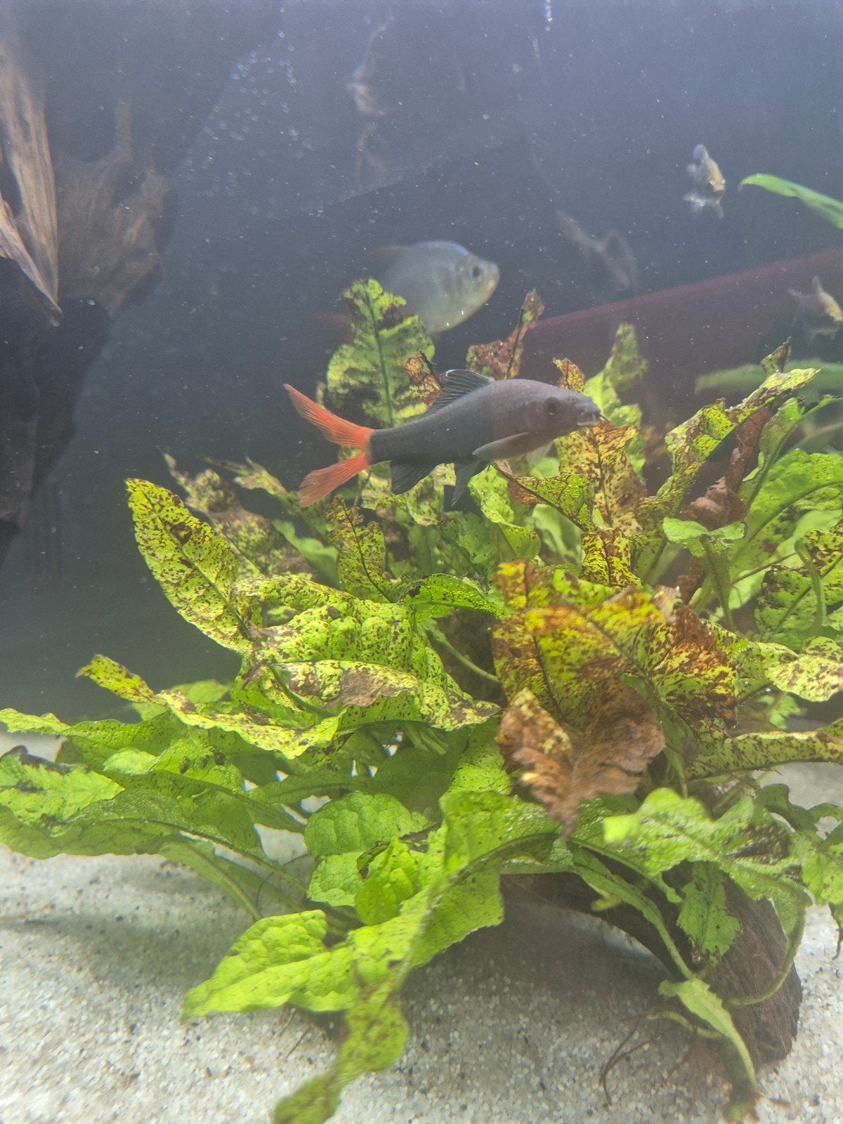 Vuurstaartlabeo (Epalzeorhynchos bicolor), Vis, Zoetwatervis