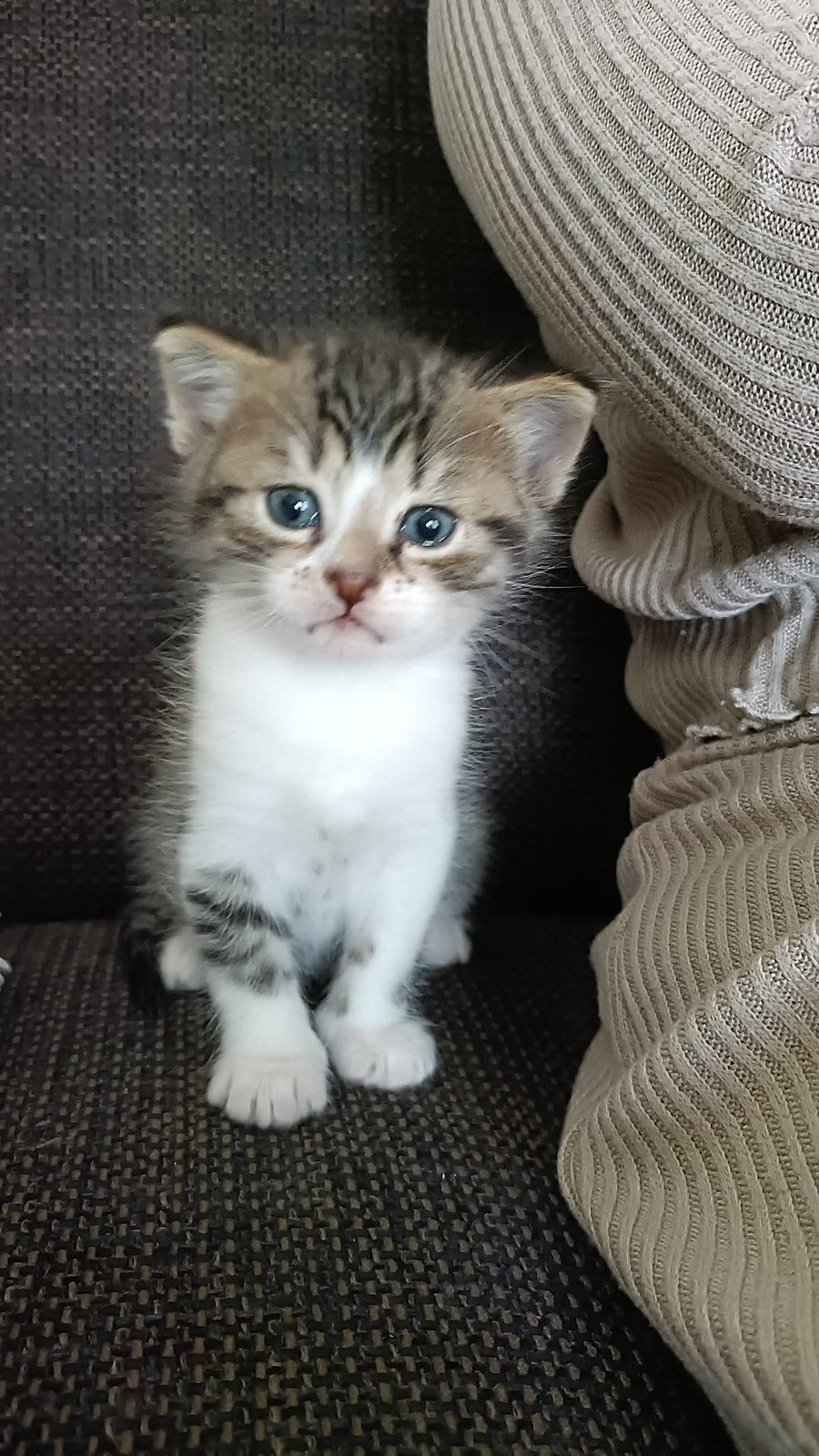 Prachtige kitten te koop, Kater