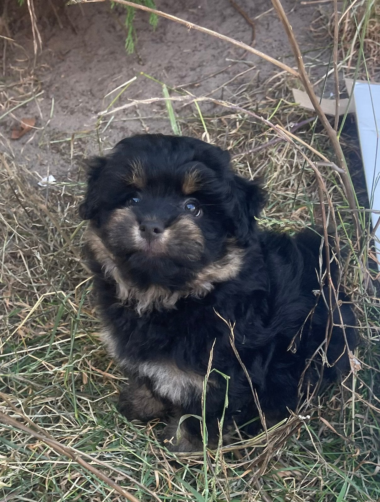 Pomapoo pups, Parvo, Overige rassen, 8 tot 15 weken, Meerdere
