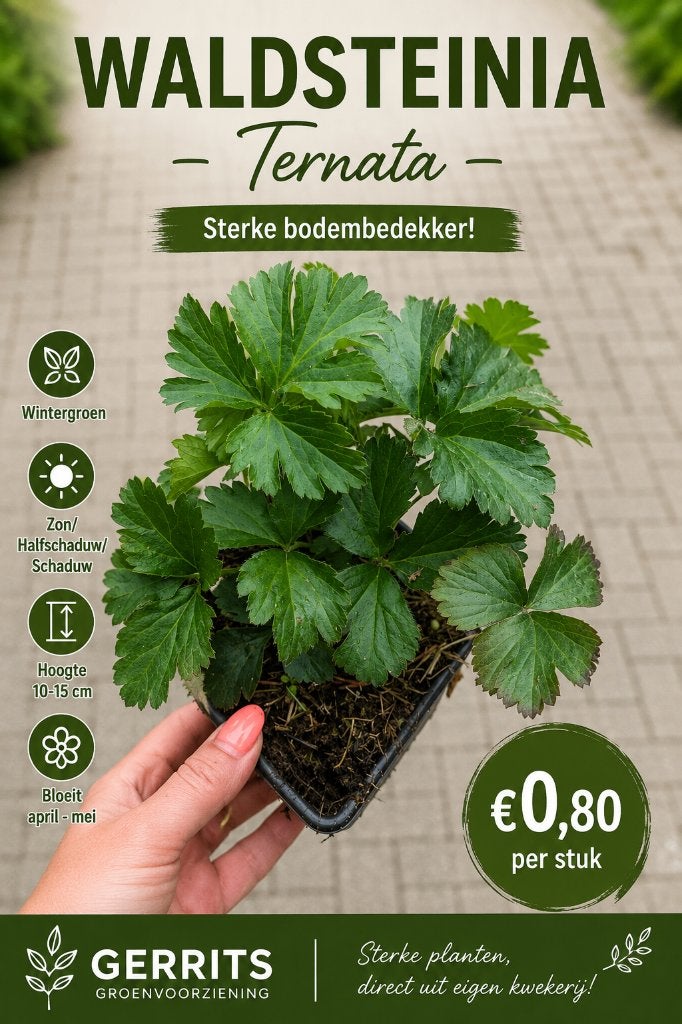 Waldsteinia ternata – Goudaardbei – P9, Ophalen, Bodembedekkers, Vaste plant, Halfschaduw