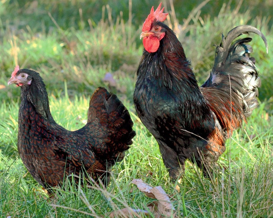 Gezocht 1-5 Barnevelder 2026, Dieren en Toebehoren, Vrouwelijk, Kip