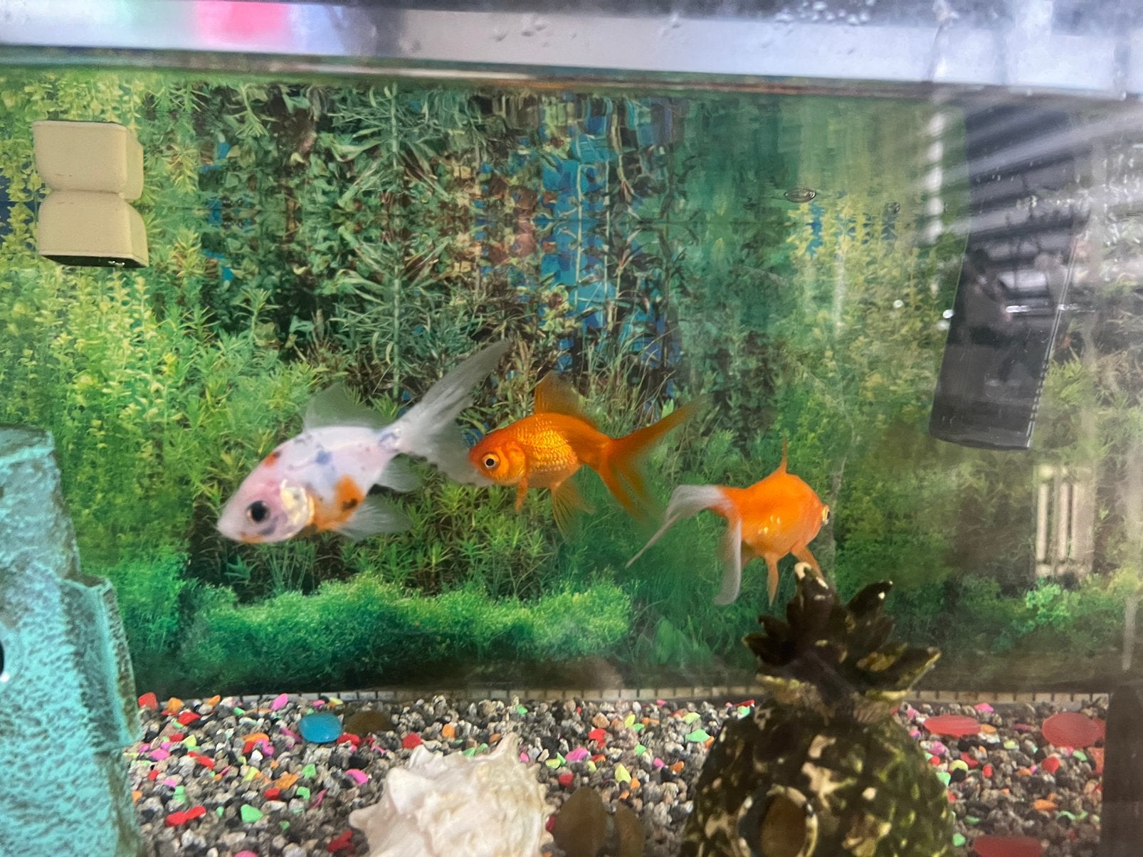 Aquarium met 3 goudvissen, Goudvis(sen)