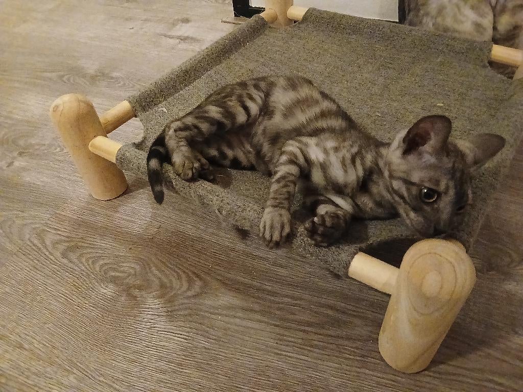 Bengaal kittens, Dieren en Toebehoren, Katten en Kittens | Raskatten | Korthaar, Meerdere dieren, Gechipt, 0 tot 2 jaar
