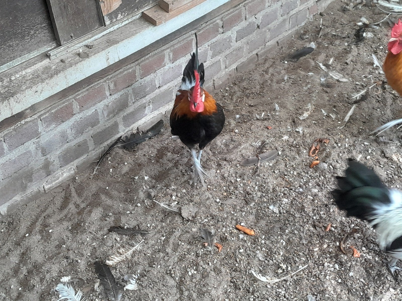 drentse kriel 1 haan 3 hennen Patrijs, Meerdere dieren, Kip