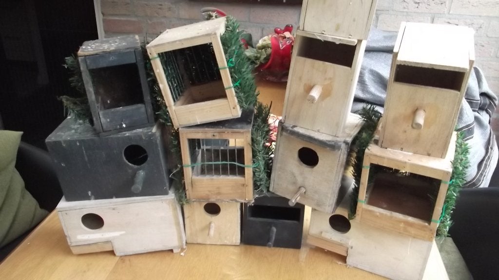nestkasten 13x, Meerdere dieren, Kleurkanarie