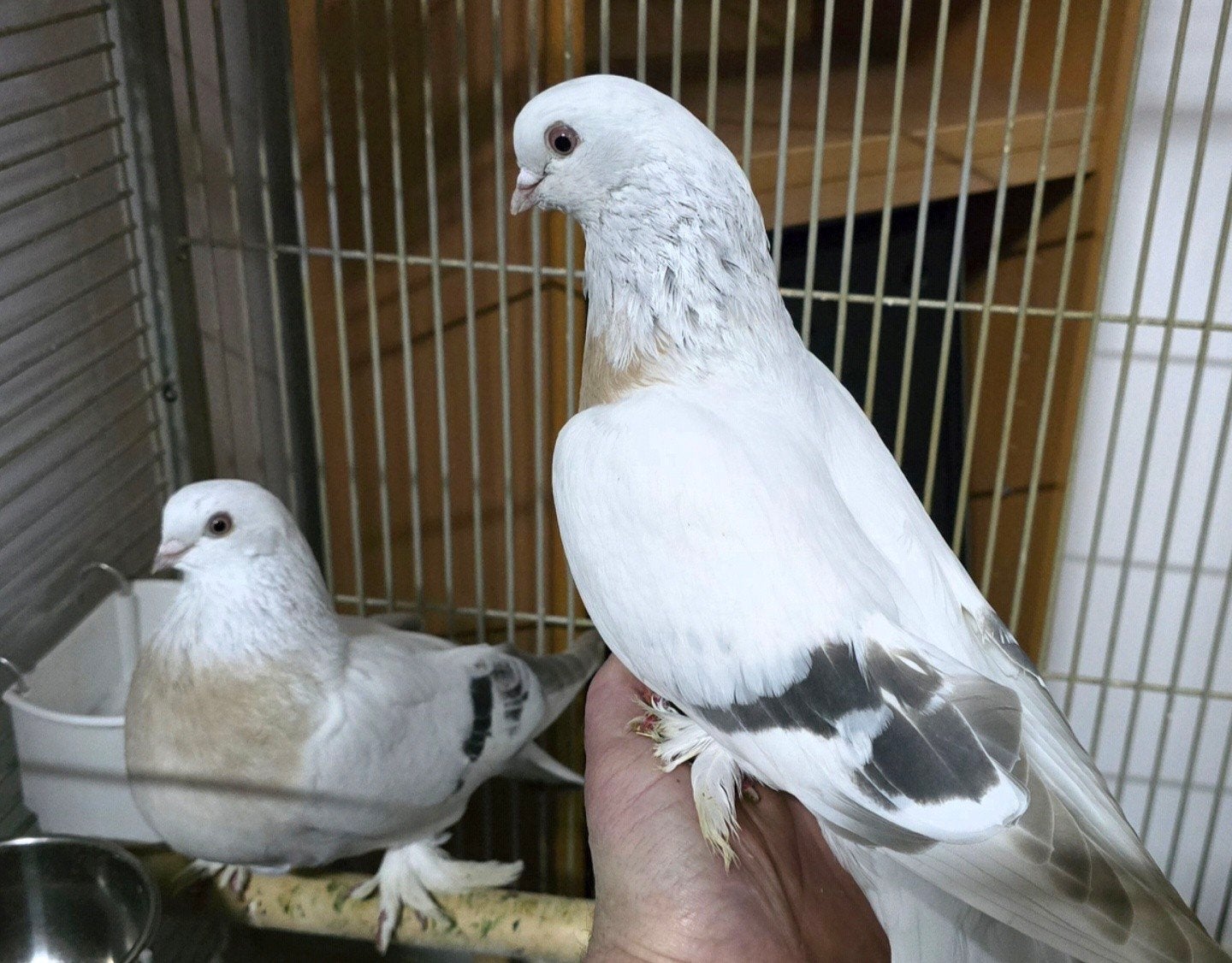 Takla yusufi-Ik ben op zoek naar, Dieren en Toebehoren, Vogels | Duiven, Meerdere dieren, Tuimelaar of Roller