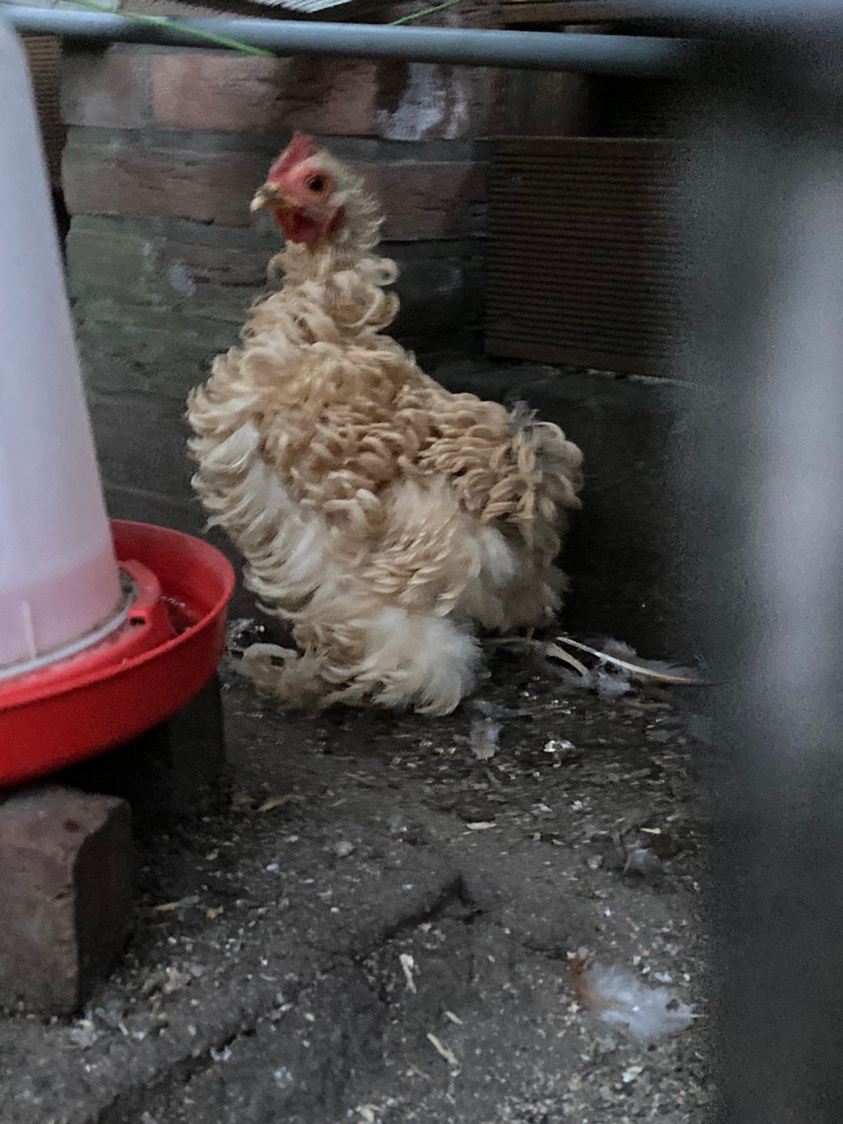 Cochin krulveren krielkip, Dieren en Toebehoren, Vrouwelijk, Kip