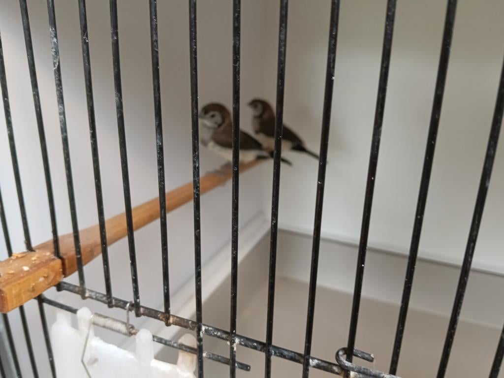 Bichenow astrild, Dieren en Toebehoren, Vogels | Overige Vogels, Geslacht onbekend, Tropenvogel, Tam