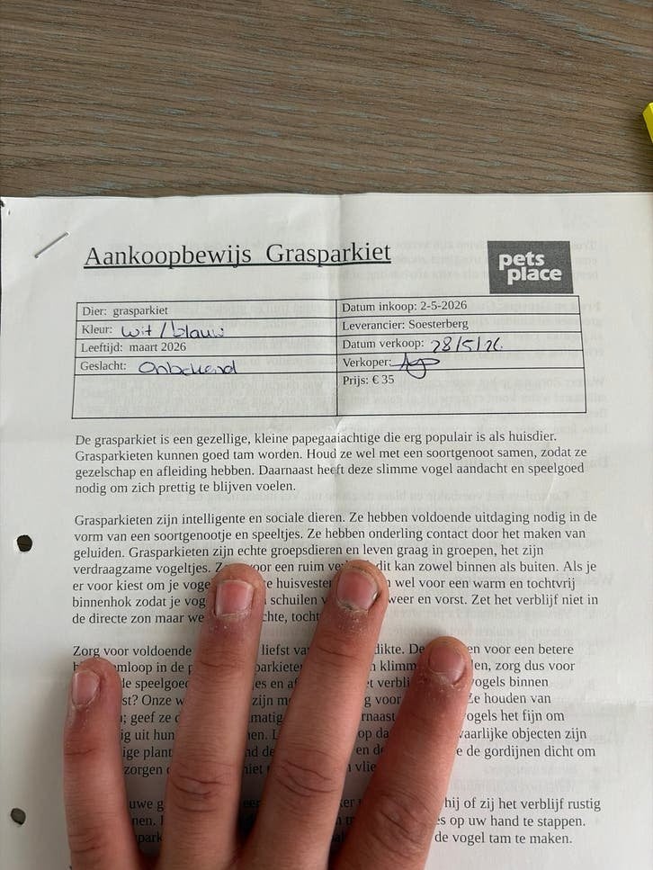 Mooie blauwe grasparkiet – gezond en bijna handtam, Mannelijk, Parkiet
