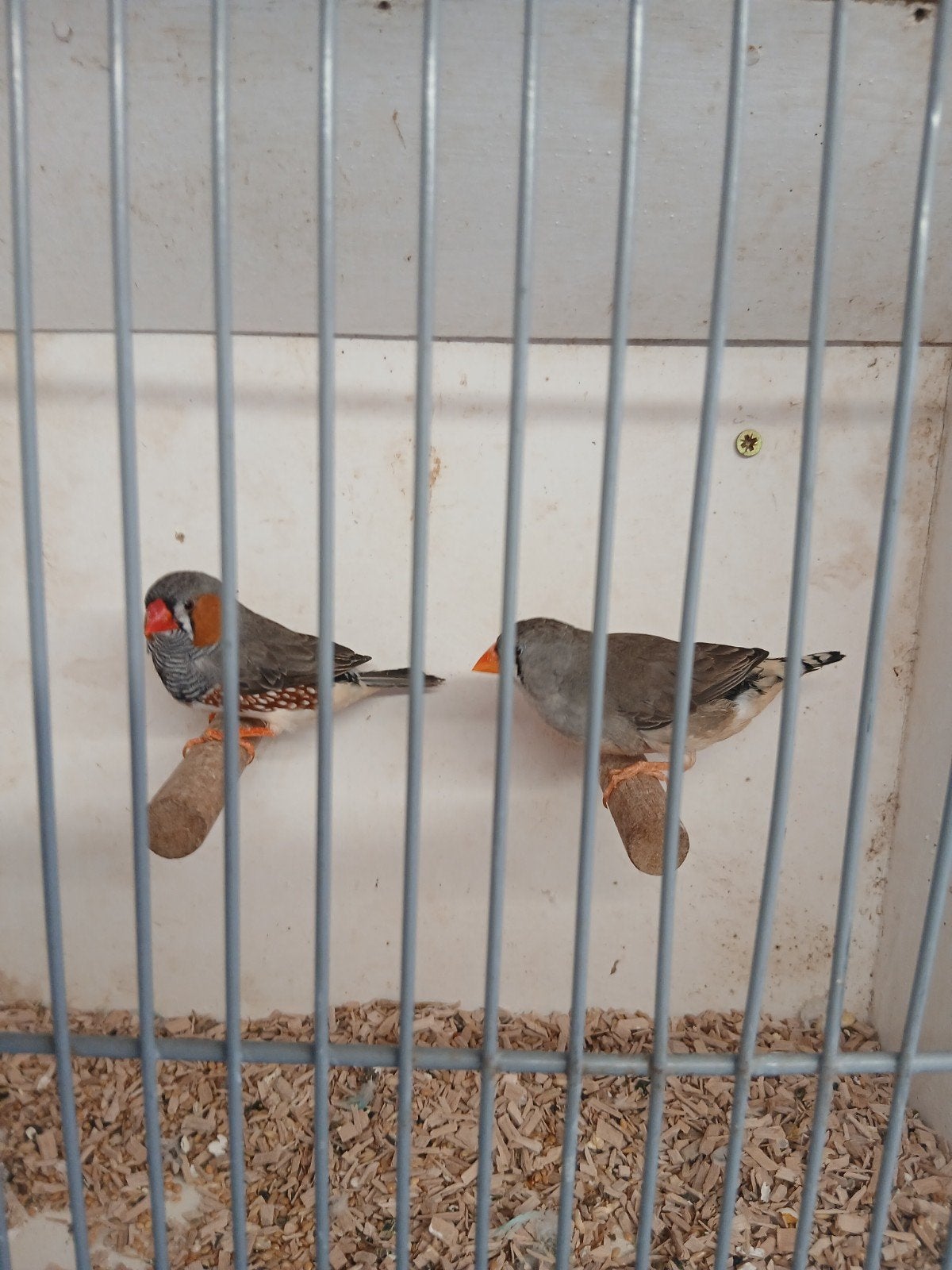 Leuke koppels zebra vinken, Dieren en Toebehoren, Vogels | Overige Vogels, Meerdere dieren, Tropenvogel