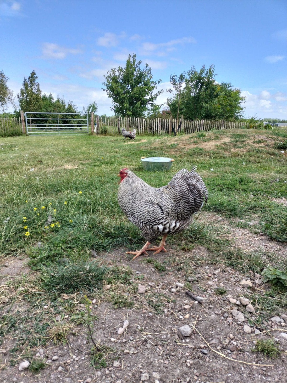 Lieve haan aangeboden, Dieren en Toebehoren, Mannelijk, Kip
