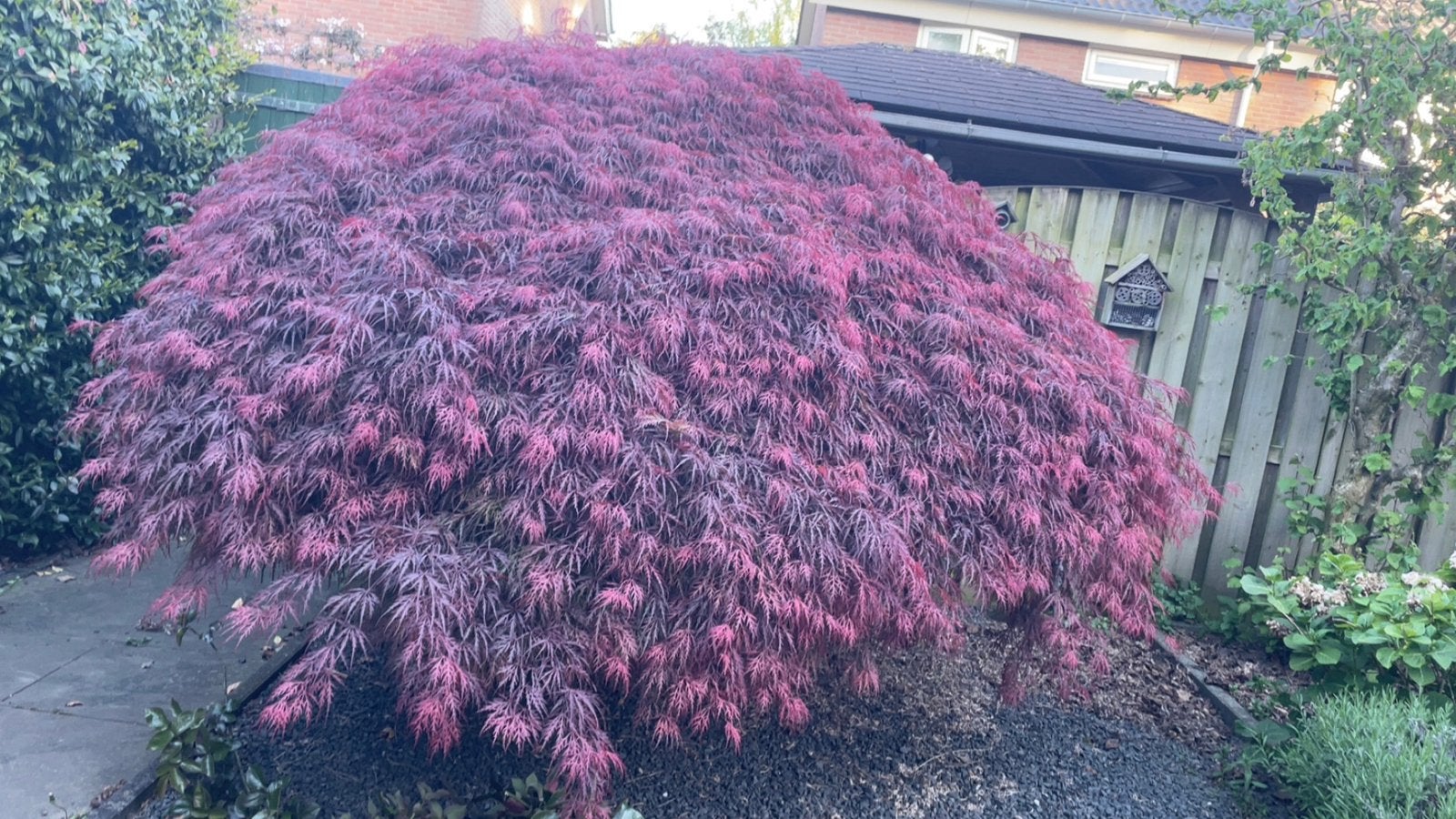 Prachtige Japanse Esdoorn (Acer palmatum), Tuin en Terras, Planten | Bomen, Halfschaduw, Lente, 250 tot 400 cm, Overige soorten