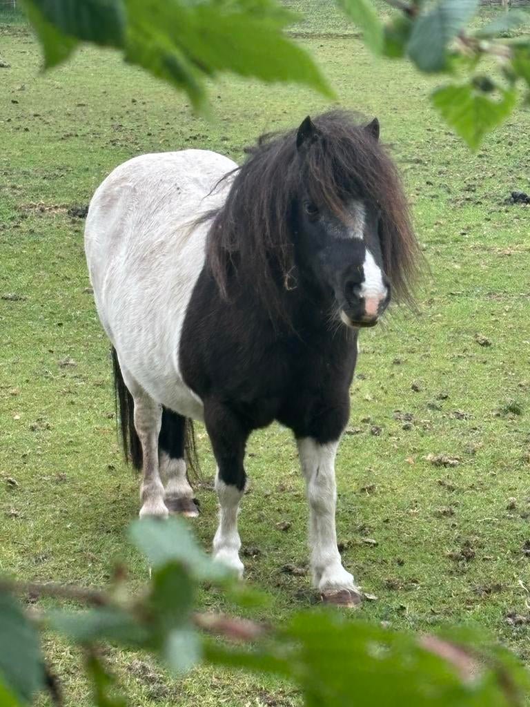 Shetlander bonte merrie 14 jr en bont merrie veulen 1 jr, Dieren en Toebehoren, Pony's, Merrie, A pony (tot 1.17m), Gechipt, Onbeleerd