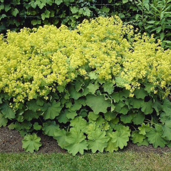 Vrouwenmantel stekken voor €1,-  Plantentafel staat aan weg, Ophalen, Overige soorten, Volle zon