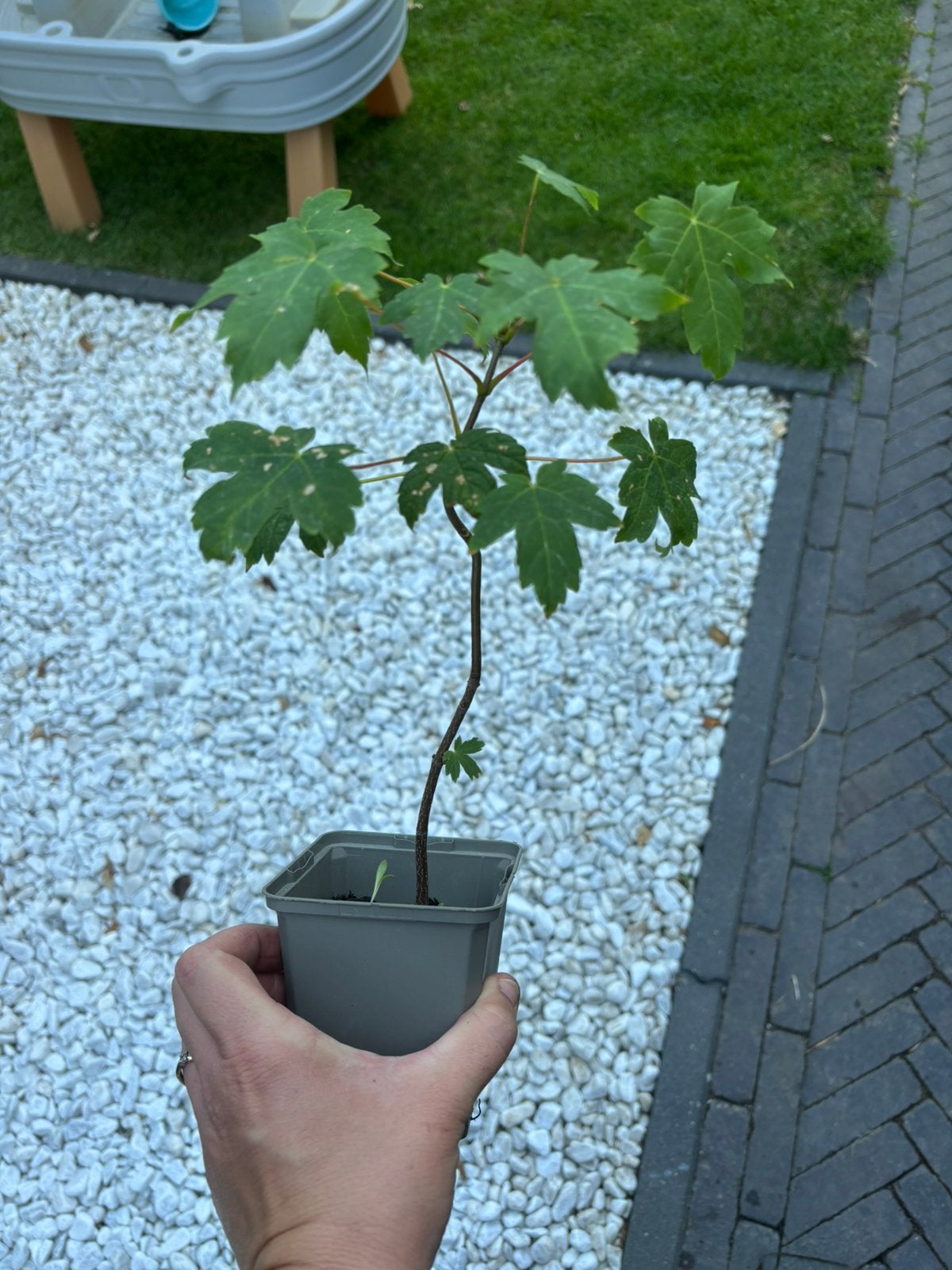 Esdoorn boompjes, Ophalen, Vaste plant